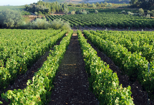 Coimbra-Region_Vineyards.jpg