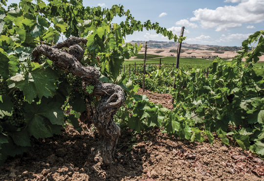 Vigna_©-Antonio-Pistillo_2-scaled-540x370px.jpg