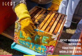 Raising the profile of natural honey and preservation of bees